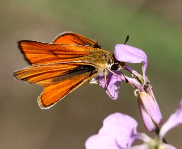 SKIPPERLING, ORANGE (Copaeodes aurantica) (7-23-12) 2.0 mile road cut, patagonia-san rafael road, patagonia mts, scc, az -03