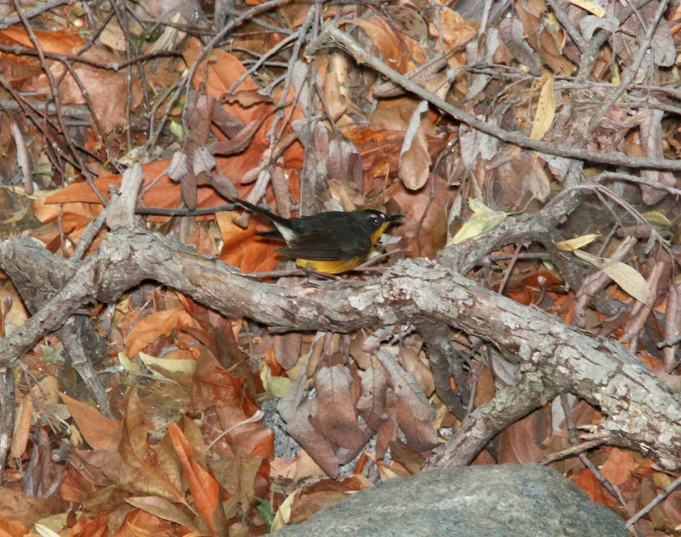 WARBLER, FAN-TAILED (5-25-11) madera cyn, scc, az -02