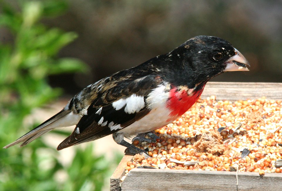 GROSBEAK, ROSE-BREASTED (5-20-09) canet rd -04