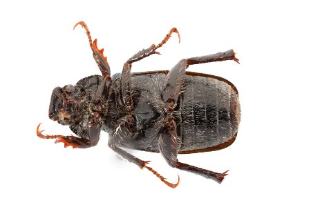 Junebug (bottom) - Dichelonyx sp.