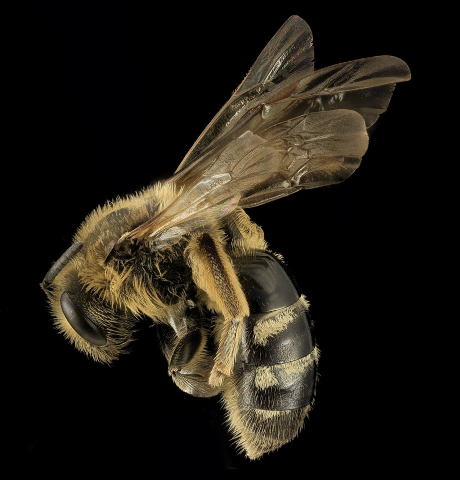 Lasioglossum pacificum profile wildlife