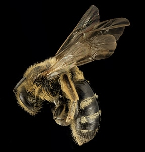 Lasioglossum pacificum profile wildlife