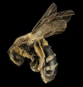 Lasioglossum pacificum profile wildlife photo