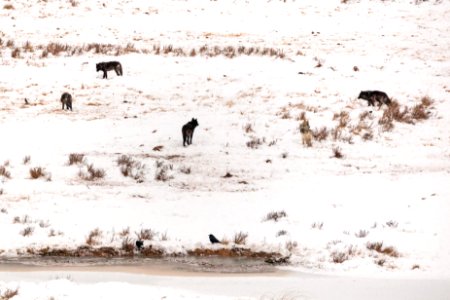 Wolves at Blacktail Ponds photo