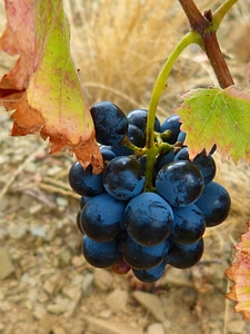 Garnatxa priorat slate