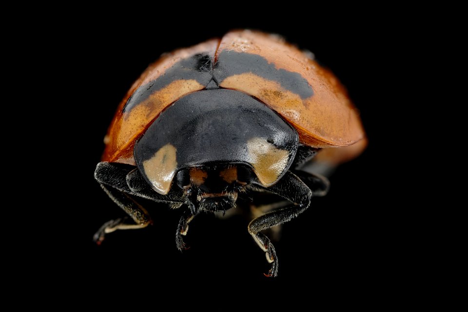 Transcerse ladybug - Coccinella transversoguttata
