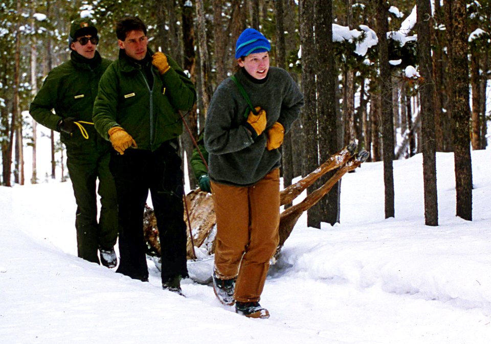 Park staff hauling elk carcass to Nez Perce Pen