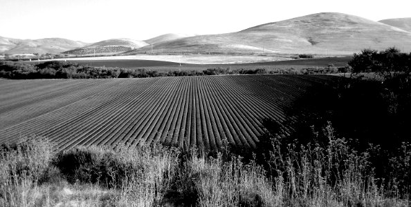 FARM FIELDS, near Morro Bay, San Luis Obispo County, California
