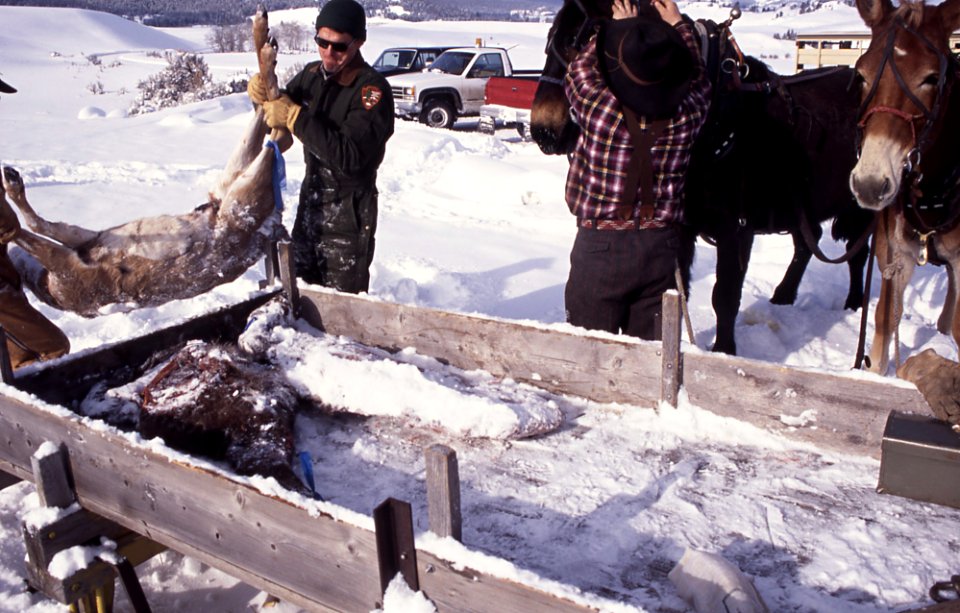 Loading deer carcass for wolves in Crystal Bench pen