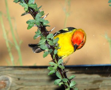 TANAGER, WESTERN (5-12-11) 78 circulo montana, patagonia lake ranch estates, scc, az -08