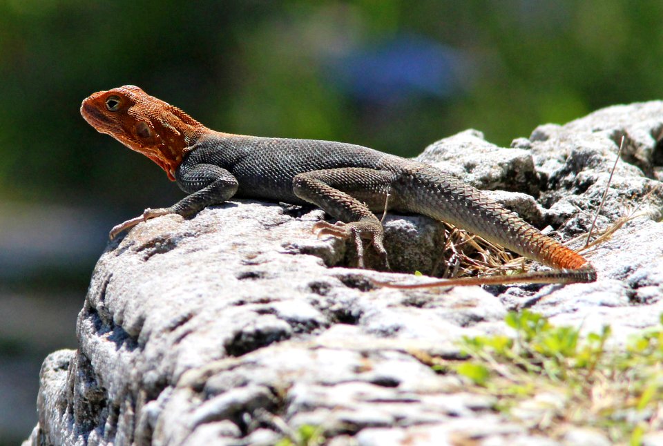 RED-HEADED AGAMA (Agama agama africana) (3-5-13) dade co, fl -01
