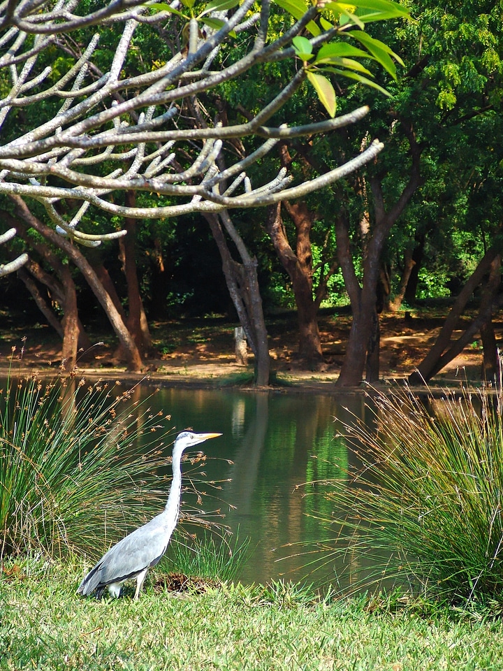 Crane africa kenya