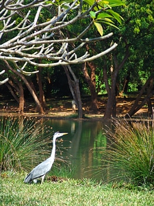 Crane africa kenya