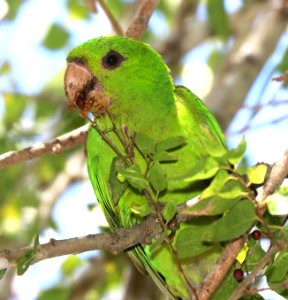 561 - GREEN PARAKEET (10-28-2020) americana r v park, mission, hidalgo co, tx -11