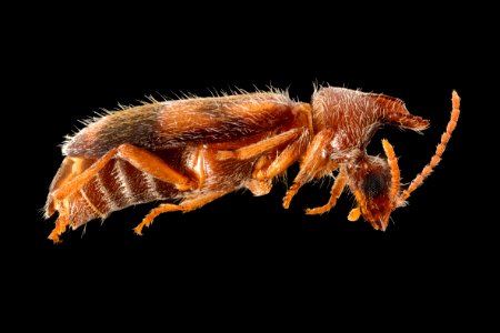 Notoxus Beetle - Notoxus sp.
