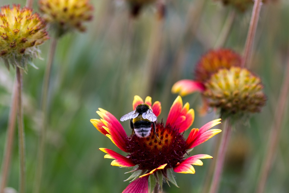 Collect insect bee