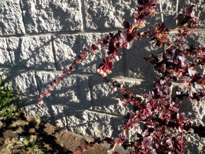 Berberis thunbergii DC. Berberidaceae.