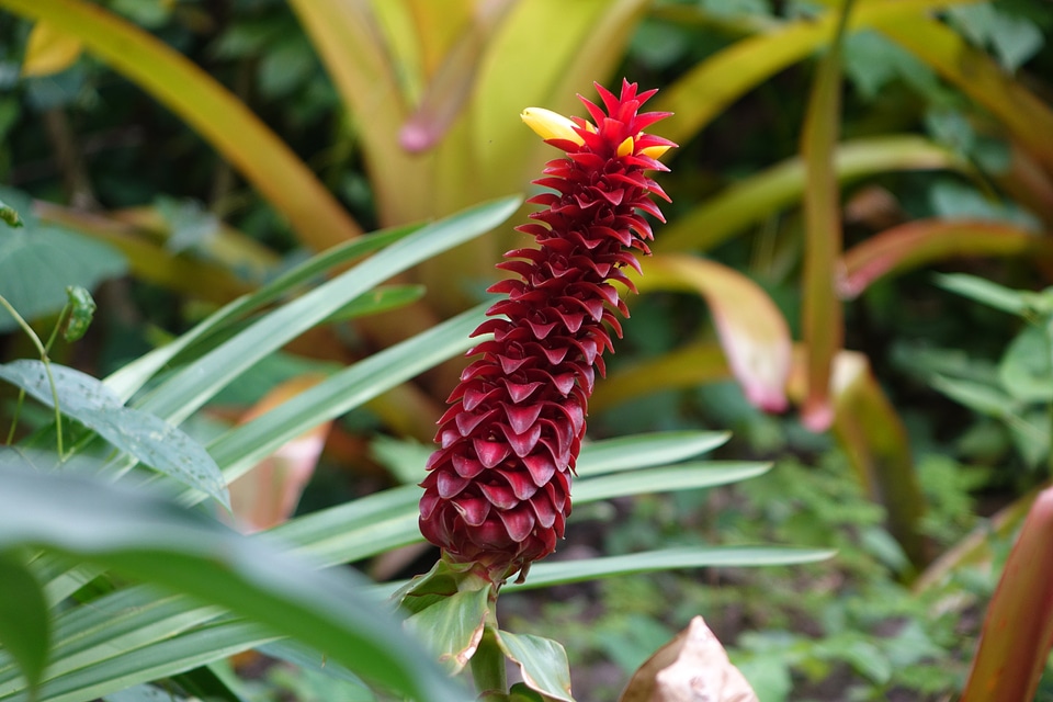 Flower tropical botanical