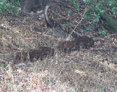 PIG, FERAL  -six young (9-19-09) chorro creek ecological area, slo co, ca  -02