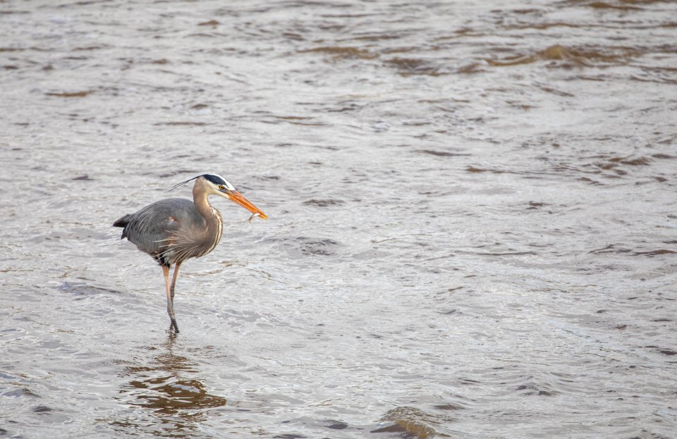 Great Blue Heron feeding on fish