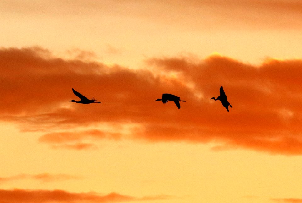 249 - SANDHILL CRANE (11-5-2020) whitewater draw wildlife area, cochise co, az -06d
