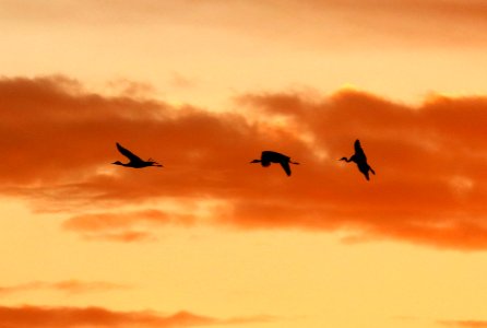 249 - SANDHILL CRANE (11-5-2020) whitewater draw wildlife area, cochise co, az -06d