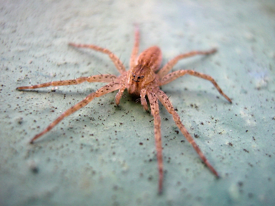 Macro arthropod animal
