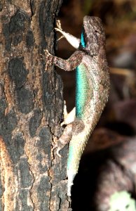 LIZARD, CLARK'S SPINY (Sceloporus clarkii) (7-1-12) pena blanca lake, scc, az -01