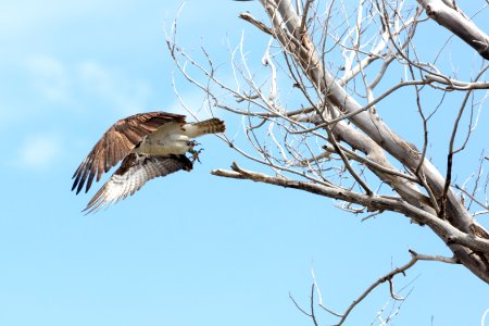 An osprey takes flight from a tree along the Yellowstone River (2)