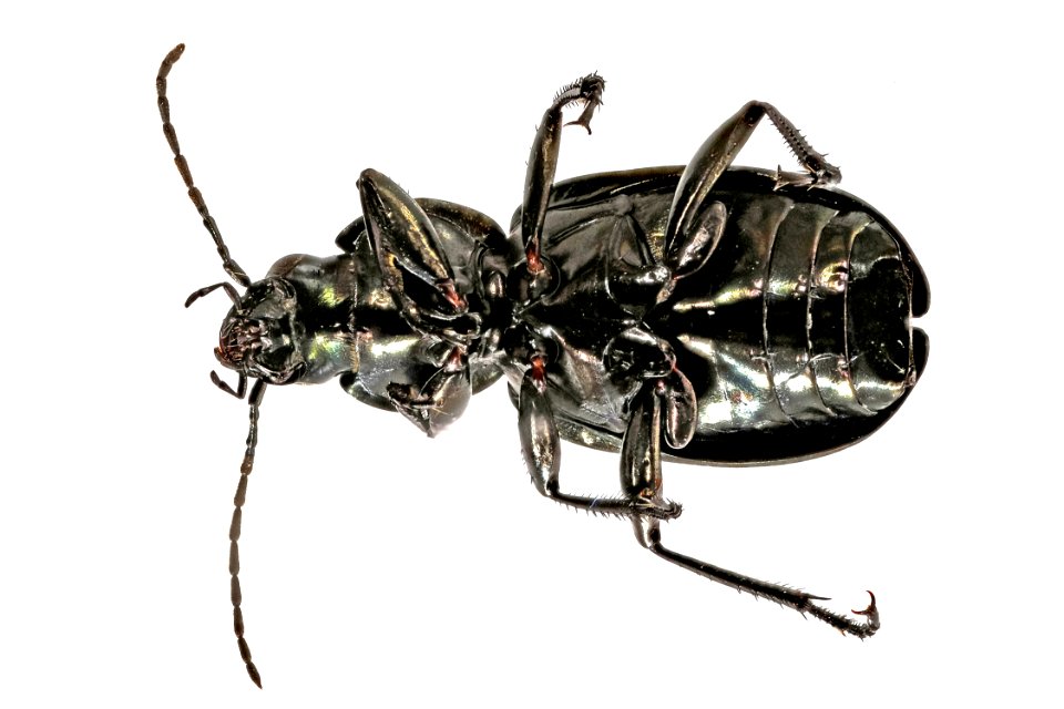 Agonum cupreum (bottom view)