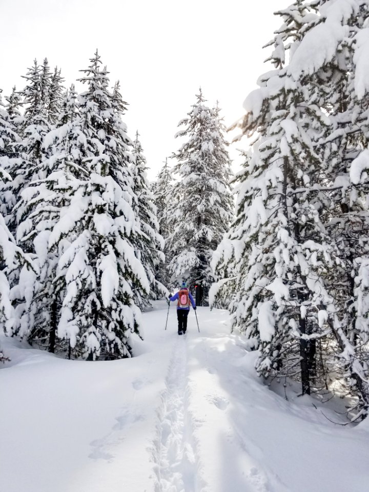 Skier on DeLacy Creek Trail photo