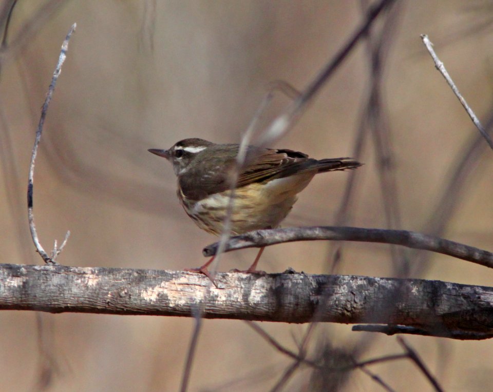 WATERTHRUSH, LOUISIANA (1-11-11) Sonoita Creeek, Patagonia Roadside Rest, scc, az -04