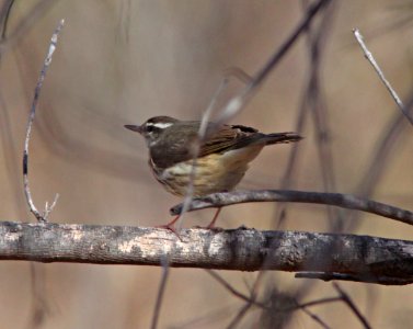 WATERTHRUSH, LOUISIANA (1-11-11) Sonoita Creeek, Patagonia Roadside Rest, scc, az -04