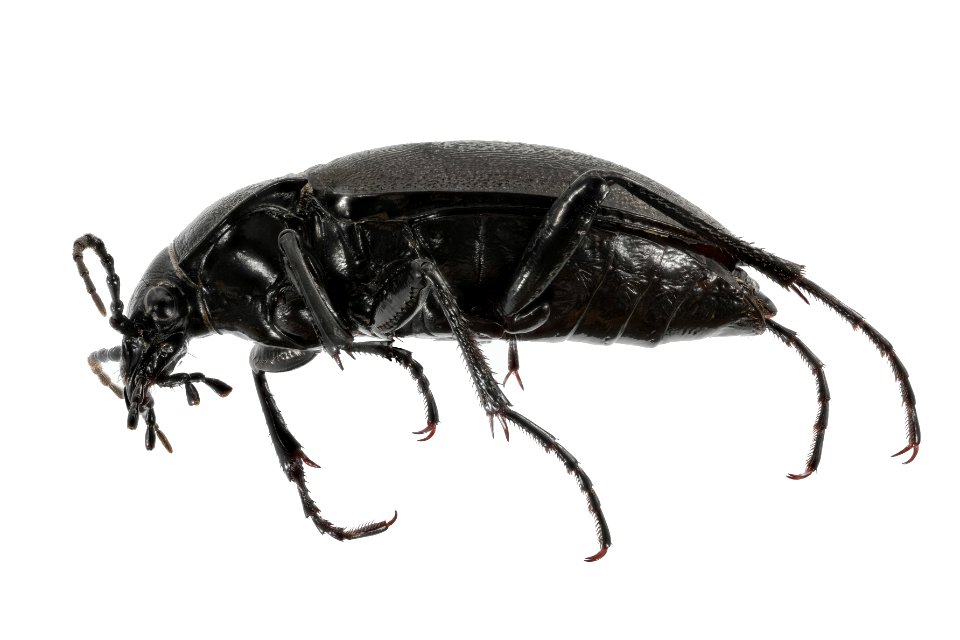Carabus taedatus (side view)