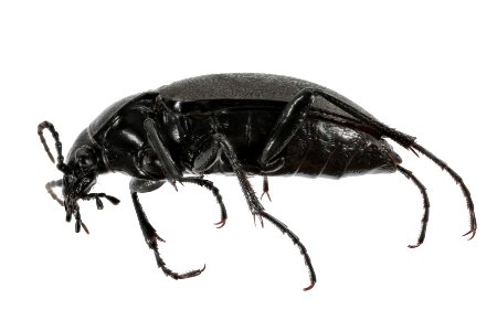 Carabus taedatus (side view)