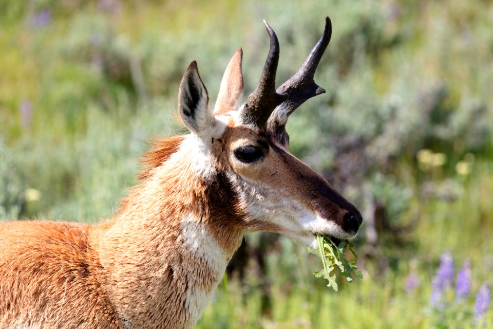 A pronghorn grazes along the road in Lamar Valley