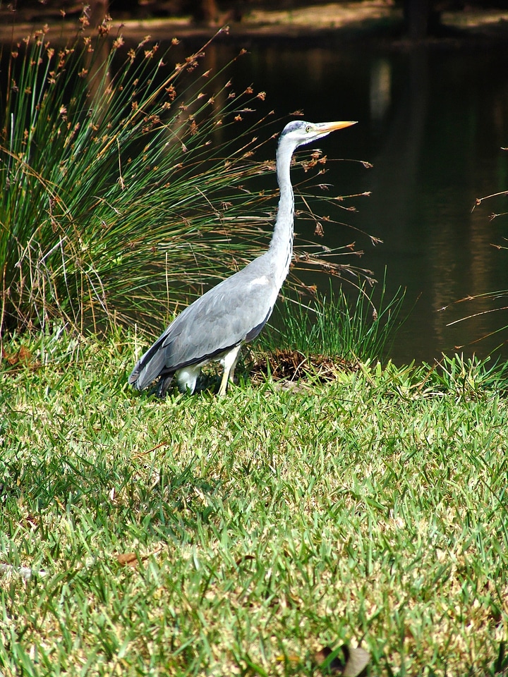 Crane africa kenya