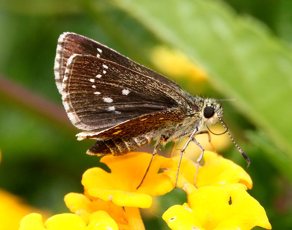 ROADSIDE-SKIPPER, ELISSA (Amblyscirtes elissa) (7-24-11) 78 circulo montana, patagonia lake ranch estates, scc, az -03