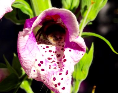 Bumblebee busy at work! Foxgloves