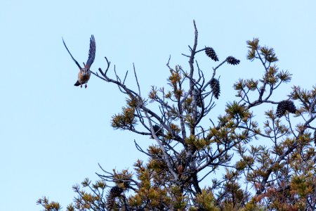 Amiercan kestrel takes flight