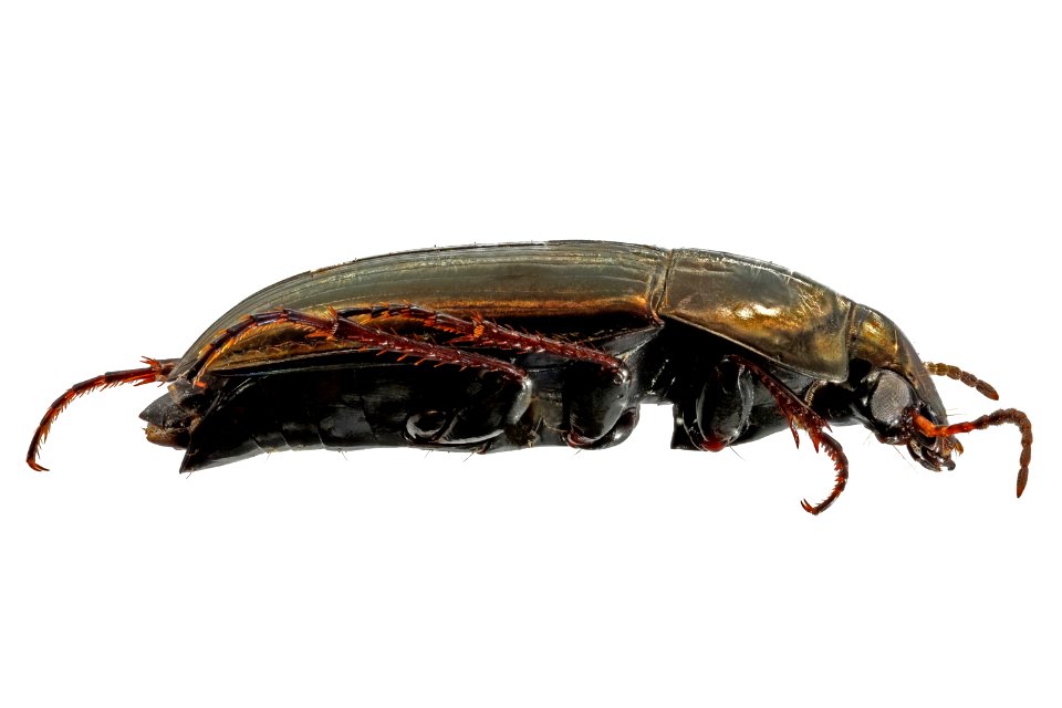 Amara littoralis (side view)