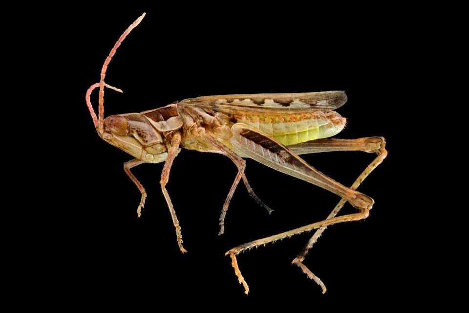 Cordillacris crenulata (side view)