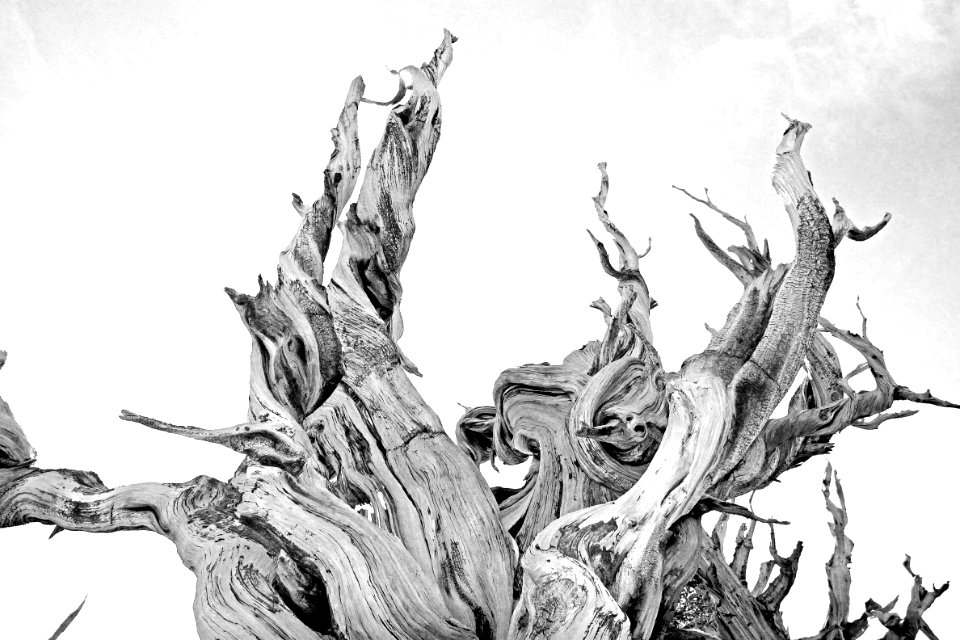 CA - INYO NAT FOREST, ANCIENT BRISTLECONE FOREST (31)