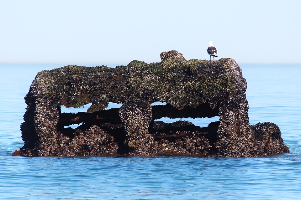 Old birds ship photo