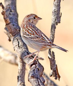 884 - GRASSHOPPER SPARROW (1-8-13) vista ct, patagonia lake ranch estates, scc, az  (2)