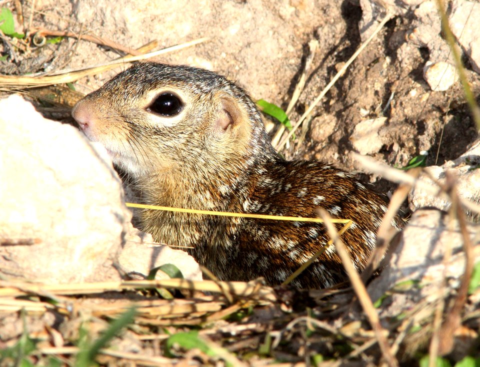 SQUIRREL, MEXICAN GROUND (Spermophilus mexicanus) (11-15-13) the national butterfly center, mission, tx