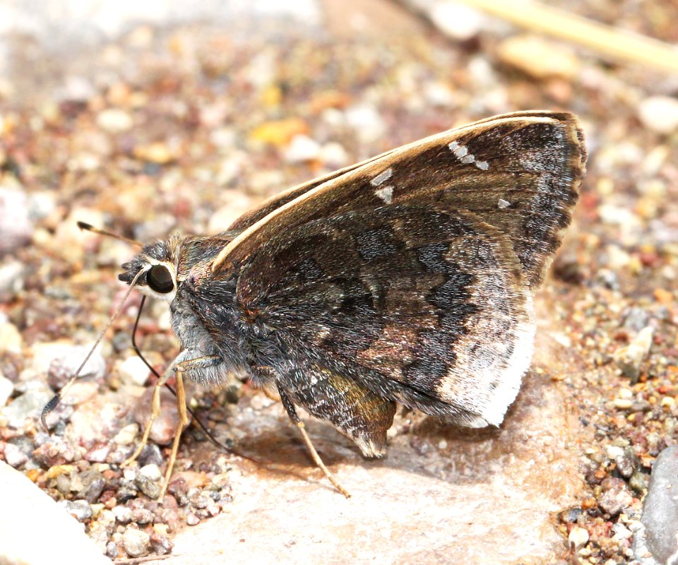 SKIPPER, GOLD-COSTA (Cogia caicus) (7-19-12) harshaw road, patagonia mts, scc, az -02