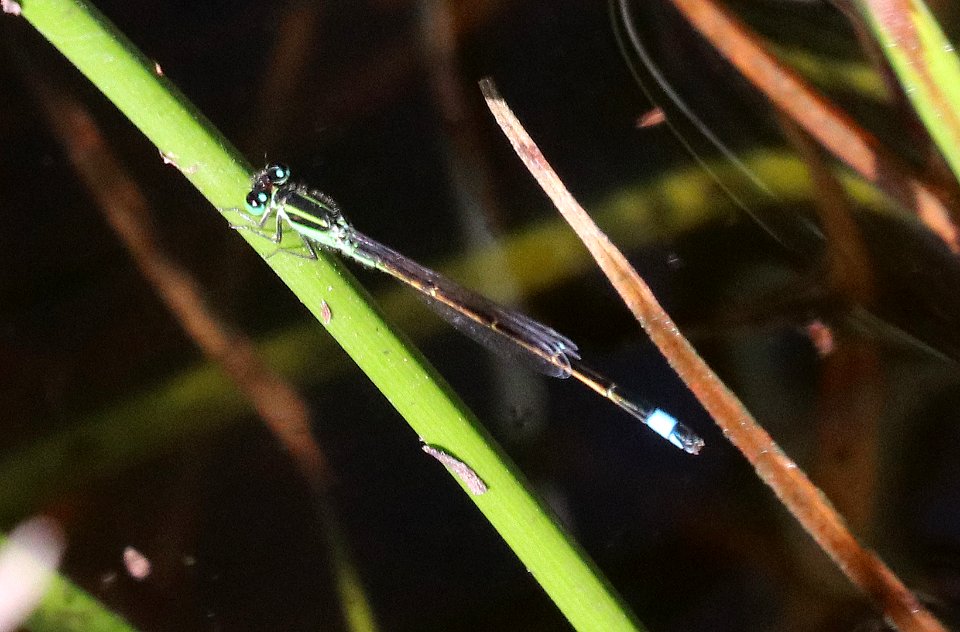 FORKTAIL, RAMBUR'S (Ischnura ramburii) (10-27-2020) sabal palm sanctuary, cameron co, tx -02