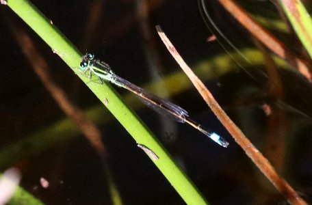 FORKTAIL, RAMBUR'S (Ischnura ramburii) (10-27-2020) sabal palm sanctuary, cameron co, tx -02