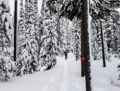 Skier on Spring Creek Trail